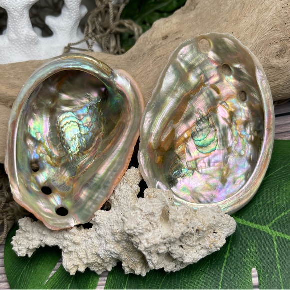 2 for 1 Special Seashells Lot 2 Interior Polished Abalone Shells Bundle Coastal - Picture 7 of 14
